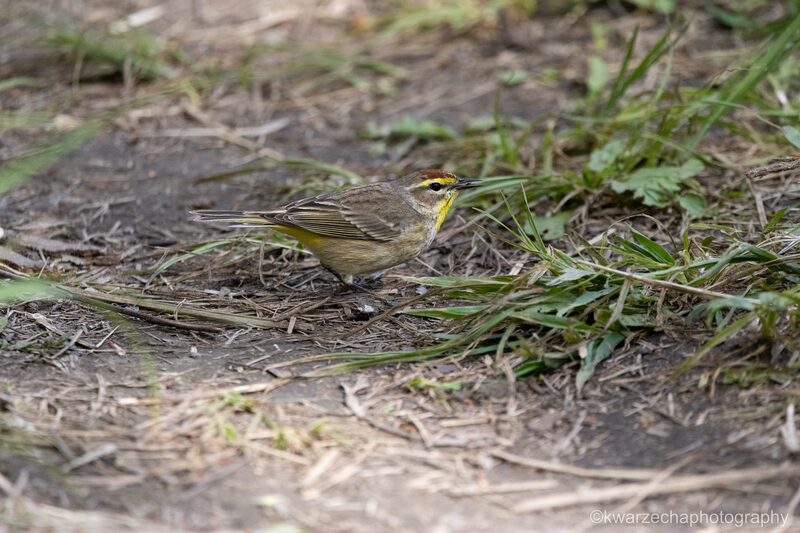 Palm Warbler Catching Insects